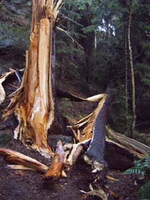 Durch Bltzeinschlag gefällter Baum im Schrammsteingebiet