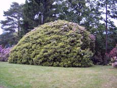 Der größte Rhododendronbusch im Park