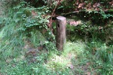 Die Zählvorrichtungen sind unscheinbar in einem präparierten Holzstamm versteckt.
