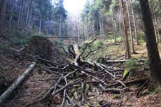 Umgestürzte Buche neben dem Jortan