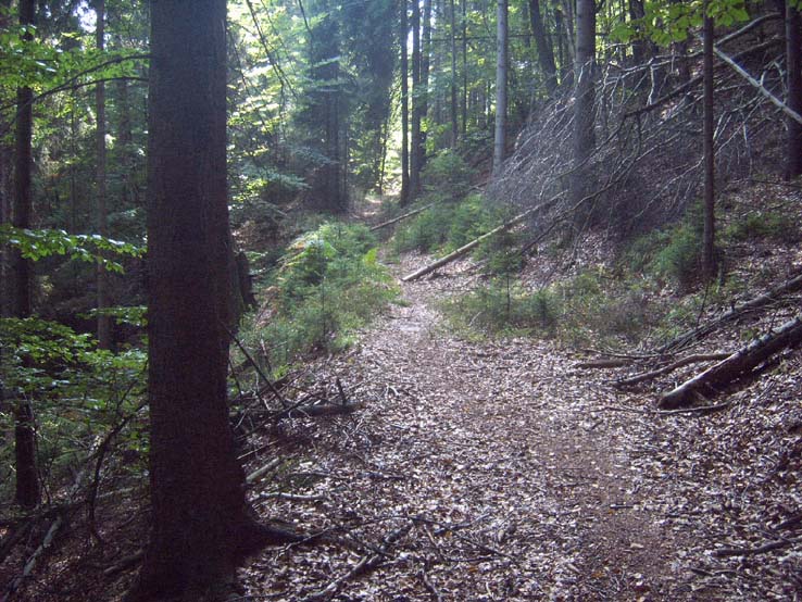 Der Stimmersdorfer Weg in Richtung Grenze wächst immer mehr zu.