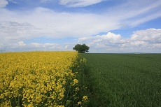 Blick zur Säule vom Weg